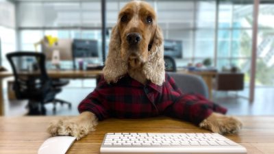 The benefits of having pets in the office